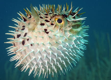 Self defence - a puffer fish